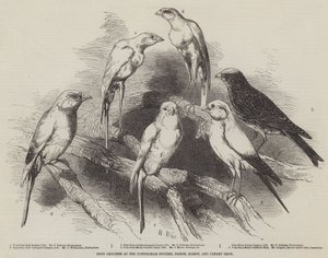 Canaris primés à l